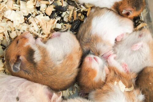 una famiglia di criceti dorme 