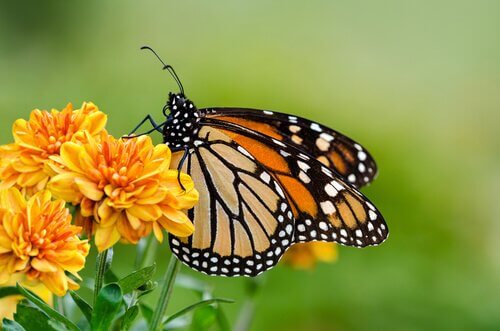 una farfalla gialla di profilo su un fiore