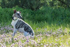 Whippet, il più coraggioso dei levrieri