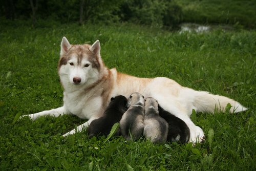 una femmina di husky allatta i suoi piccoli