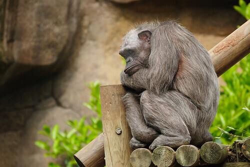 scimpanzé anziano dorme su tronchi