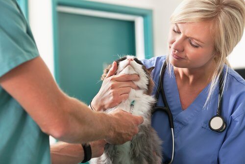 Gattina visitata da una veterinaria