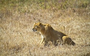 Come cacciano i grandi felini?