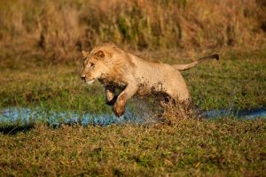 Come cacciano le leonesse?