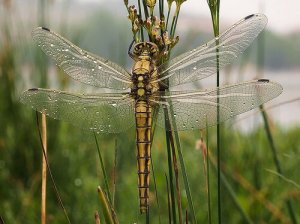 Metamorfosi negli animali: cos'è e come funziona