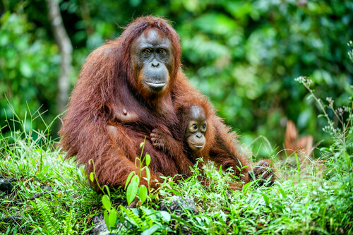 una madre con un cucciolo di Orango nella foresta