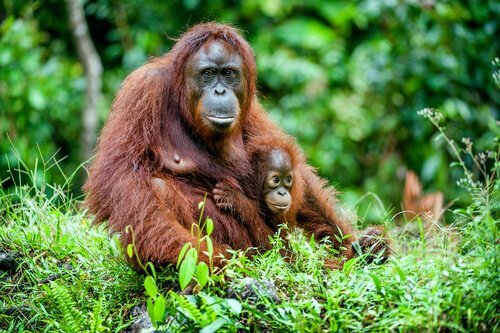 Madre di Orango abbraccia cucciolo nella giungla