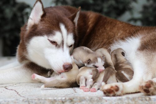 una madre husky si prende cura dei suoi cucciolo