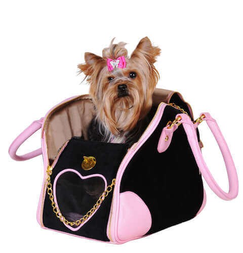 yorkshire con fiocco rosa in una borsa