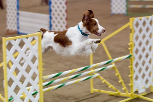 una prova di agility dog realizzata da un Epagneul Breton
