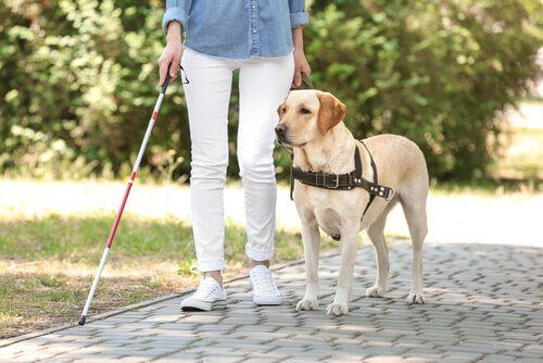 Ragazza con cane guida