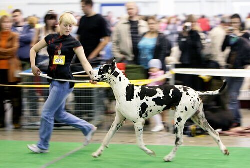 una ragazza corre con un alano in una competizione canina