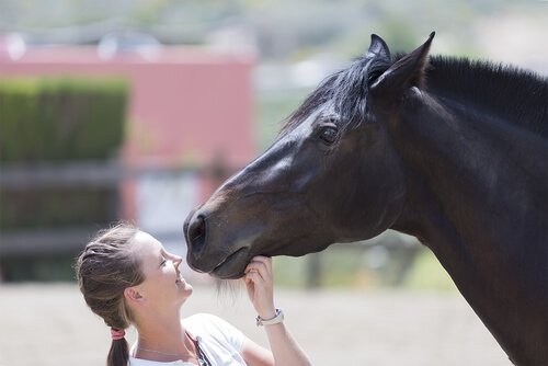 una ragazza gioca sorridente con un cavallo nero