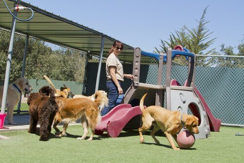 una ragazza intrattiene e gioca con dei cani in un parco giochi