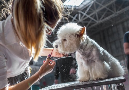 una ragazza taglia il pelo al proprio cane