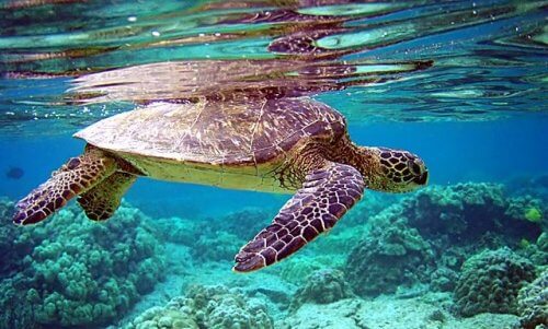 una tartaruga marina nuota nella barriera corallina