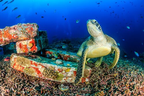 Tartaruga marina nuota tra i coralli