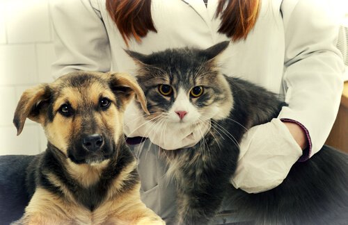 una veterinaria con cane e gatto