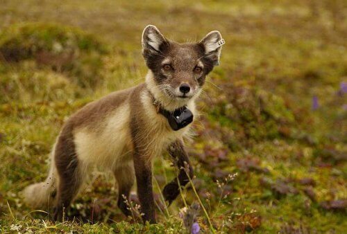 una volpe della tundra vista da vicino