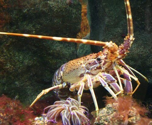 aragosta tra crostacei più diffusi