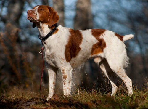 Epagneul Breton, un cane versatile e molto affettuoso