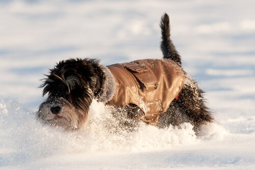 Cane con cappottino scava nella neve