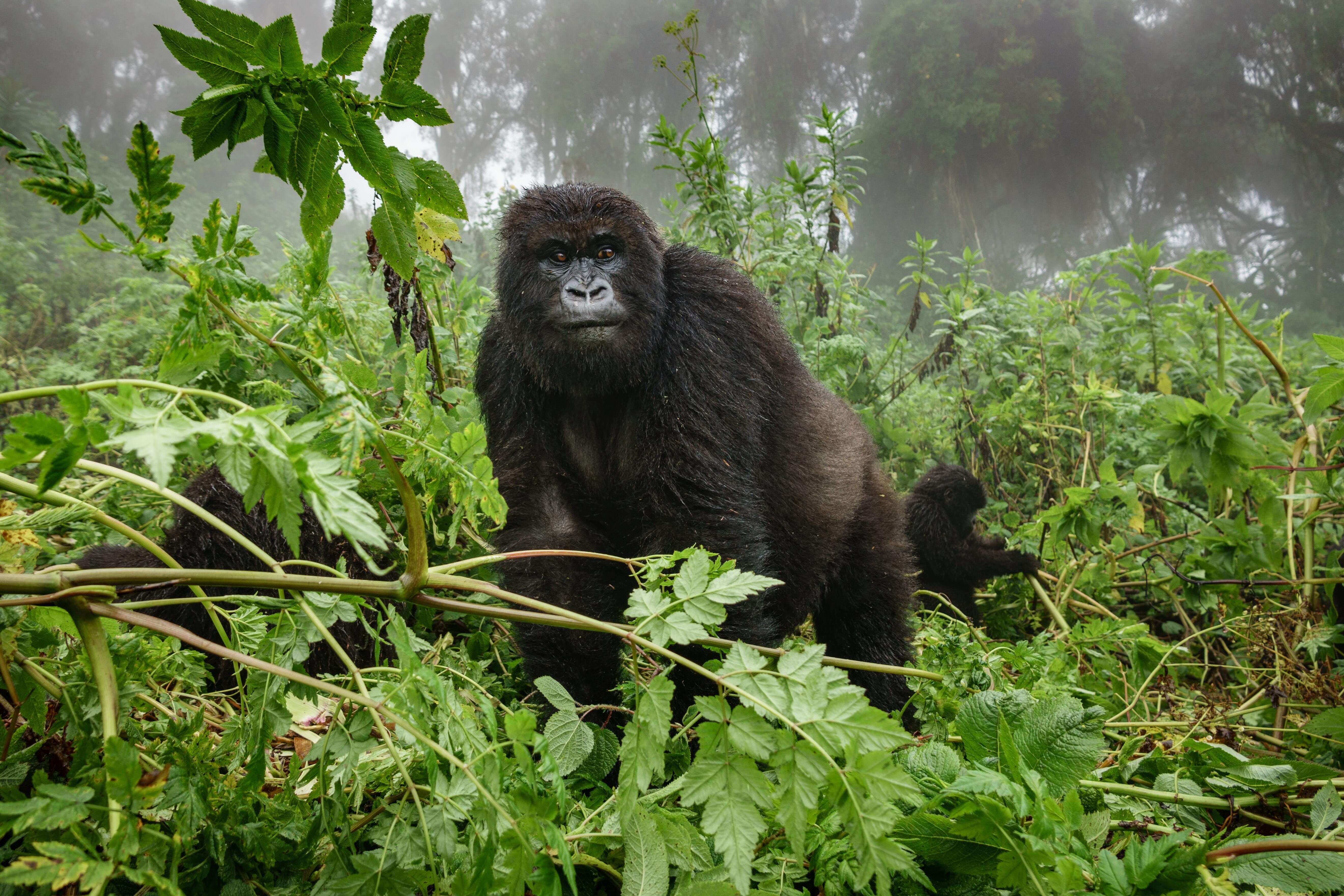 uno dei gorilla africani studiati e protetti da Dian Fossey