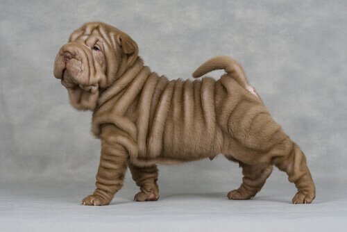 cucciolo di shar pei