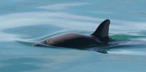 Scopriamo perché la vaquita è a rischio d'estinzione