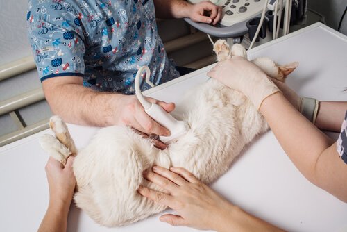 veterinario esegue una ecografia ad un gatto bianco