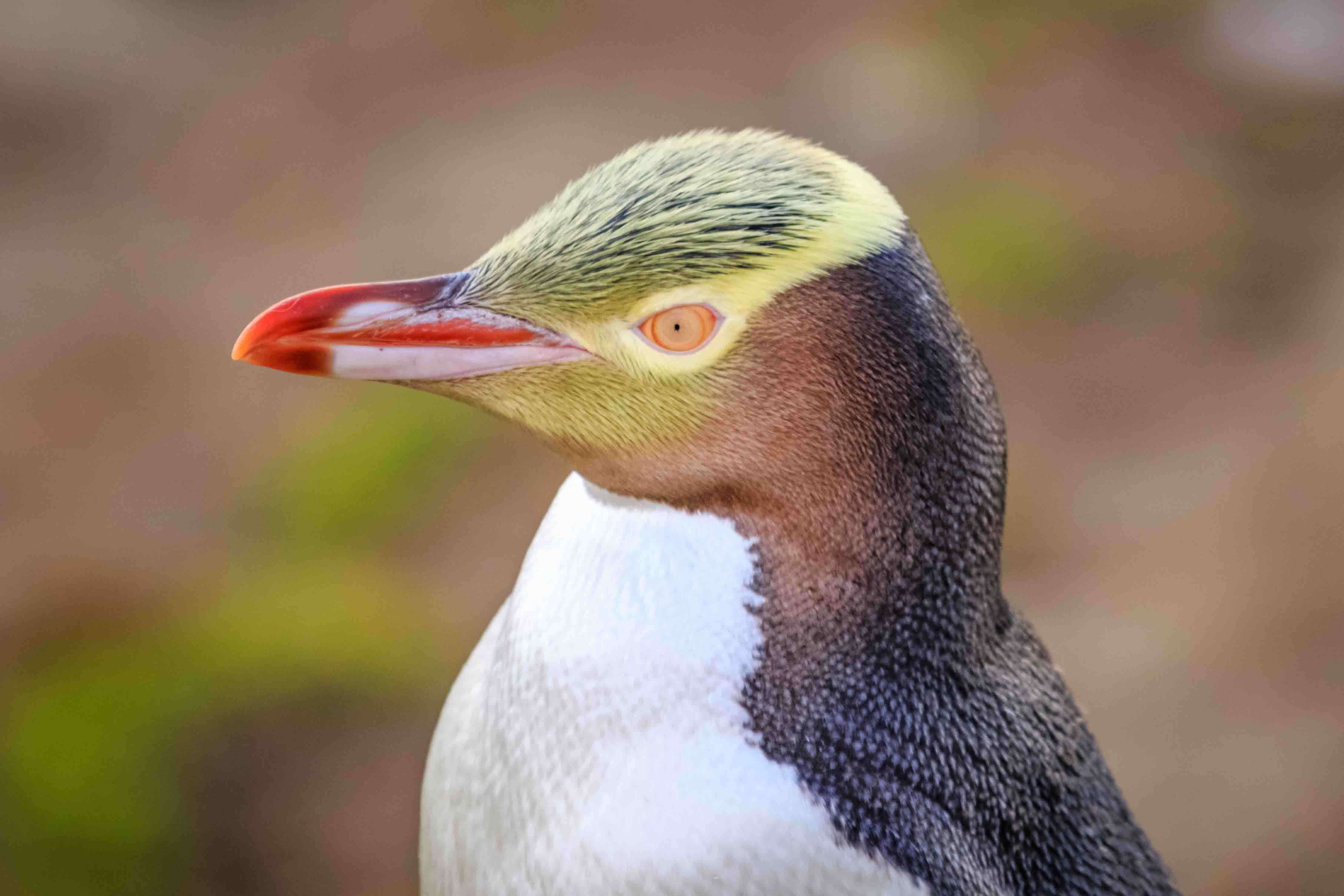 volto e becco del pinguino dagli occhi gialli
