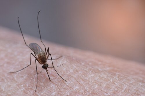 zanzara che punge la pelle 