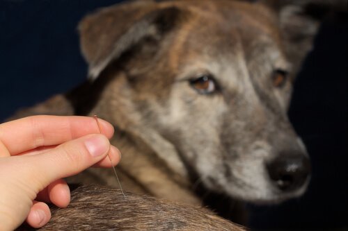 Agopuntura veterinaria sul dorso di un cane