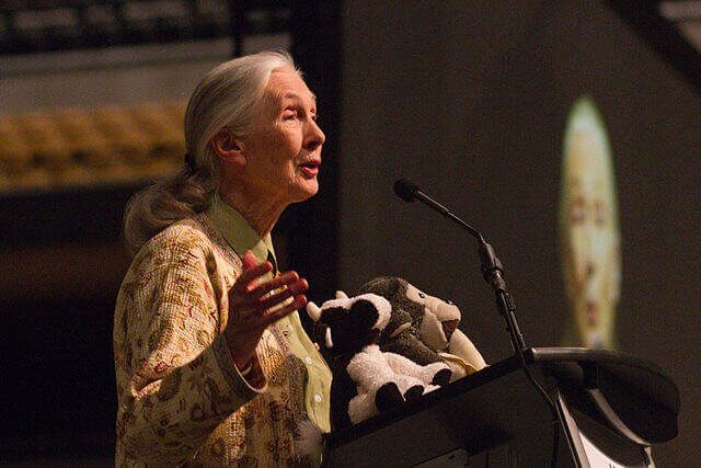Jane Goodall durante una conferenza in tutela delle scimmie