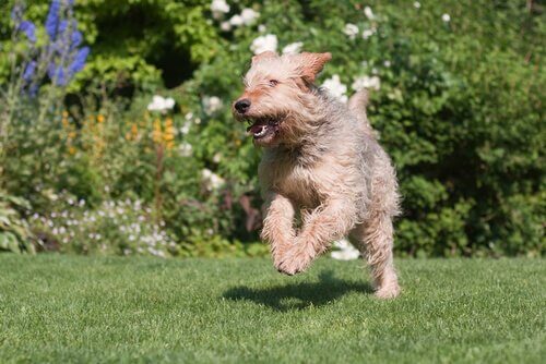 Otterhound che corre nel prato