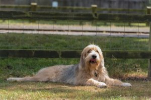 Conosciamo l'Otterhound o il cacciatore di lontre