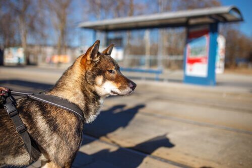 cane Shikoku al guinzaglio