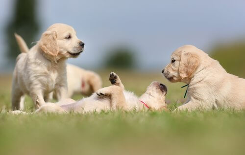 cuccioli di Golden Retriever nel prato