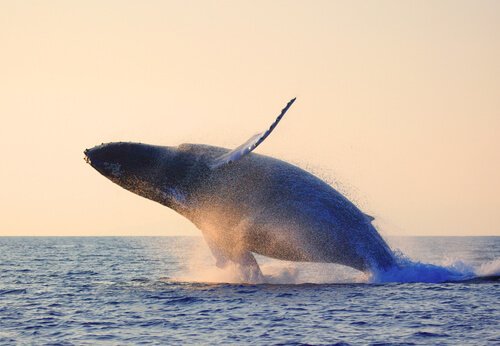 balena che salta in mare