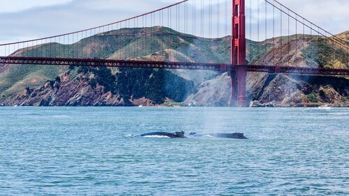 Balene a San Francisco