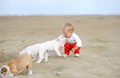 bambino in spiaggia con cuccioli di bulldog