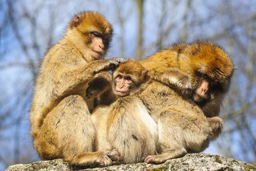 famiglia di scimmie 