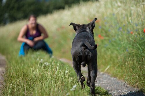 Cane corre verso la padrona