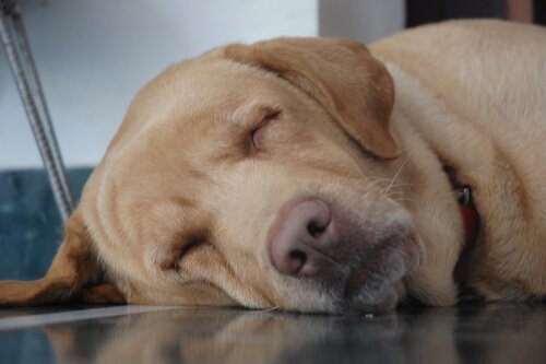 Posture di riposo: come dorme il vostro cane?