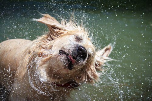 cane bagnato che si scrolla di dosso l'acqua