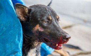 Cosa fare se il vostro cane tossisce sangue?