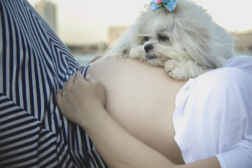 cagnolina appoggiata su pancione di donna incinta