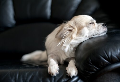 chihuahua dorme su sofà di pelle nero