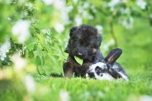 cane e coniglio giocano assieme in un prato
