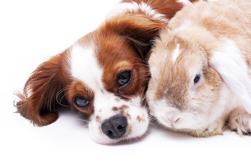 cane e coniglio sdraiati assieme